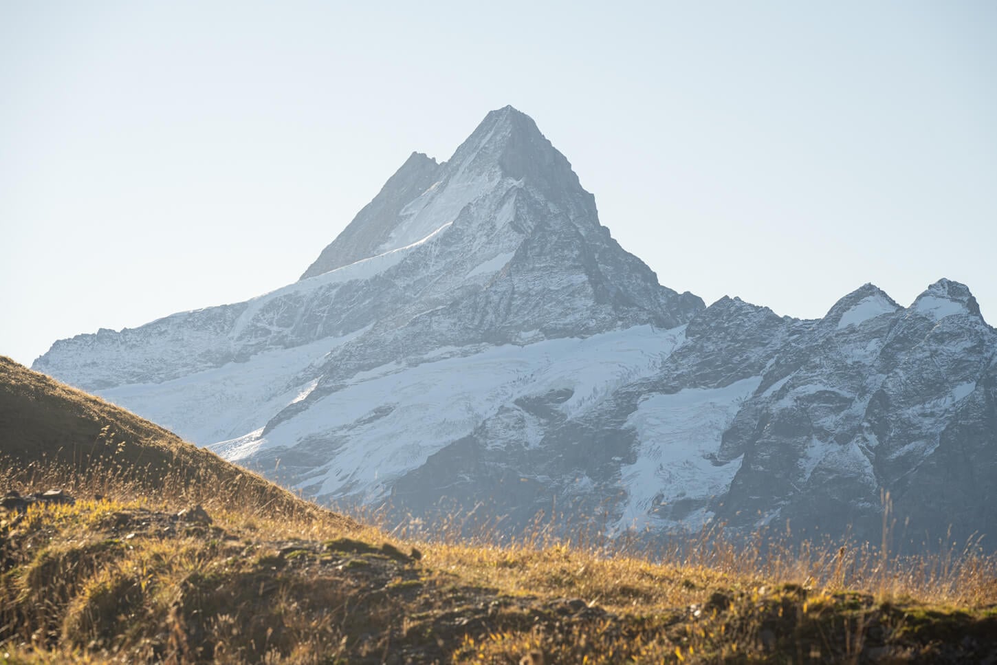Mount Schreckhorn partly covered in snow and in the early morning golden light under a cloudless sky.