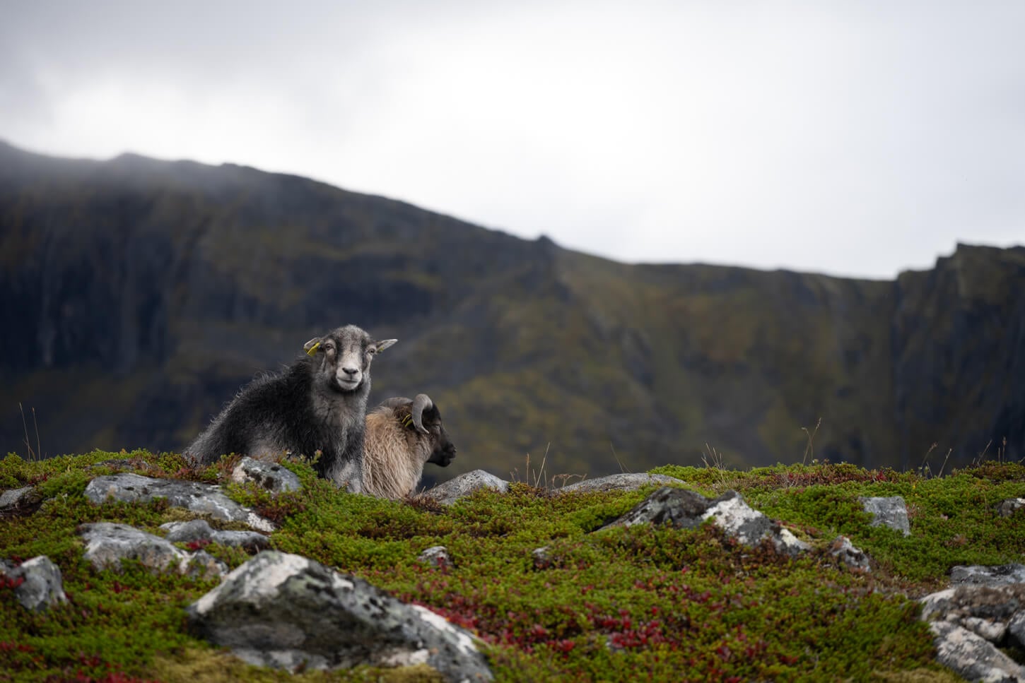Goats on a hiking trail in the lofoten, just laying on the grass.
