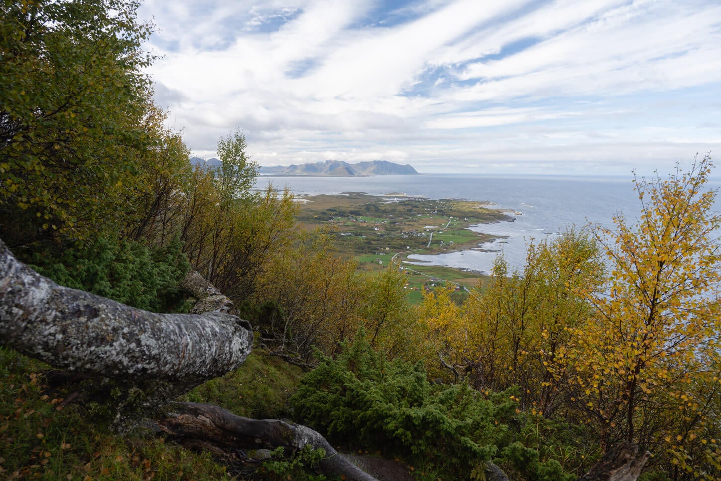 Panoramic view from the forest of the coastline from above.