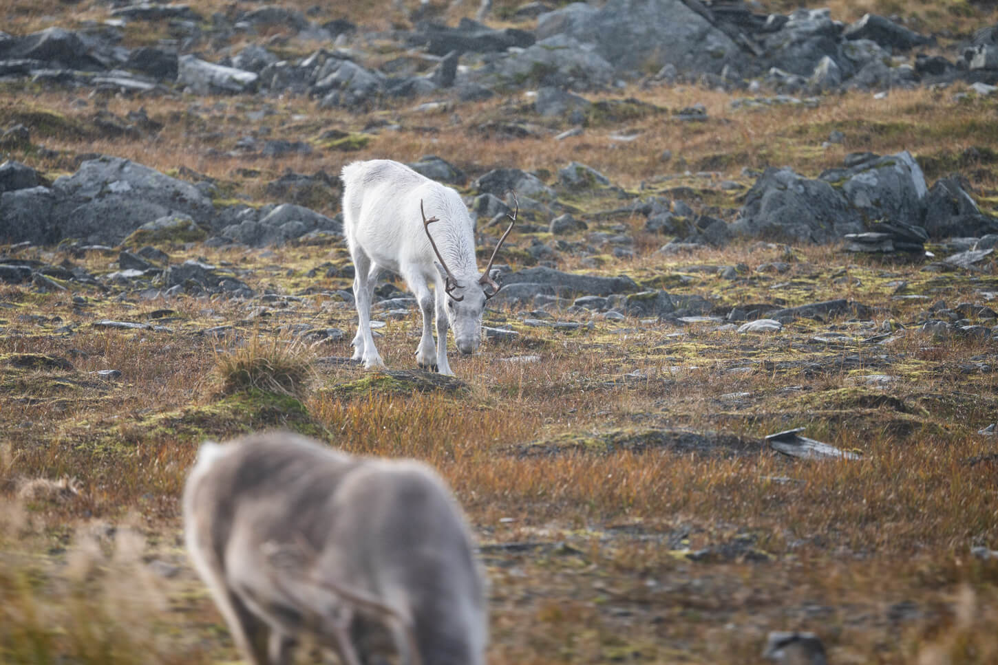 White reindeer grazing around nordkapp