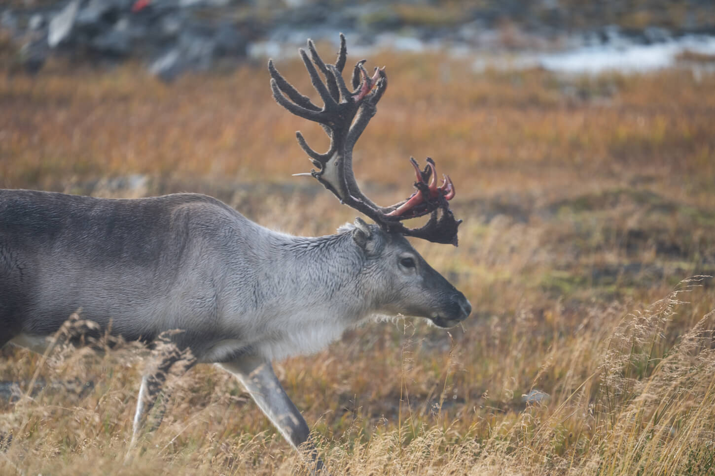 Reindeer shedding its antler's velvet