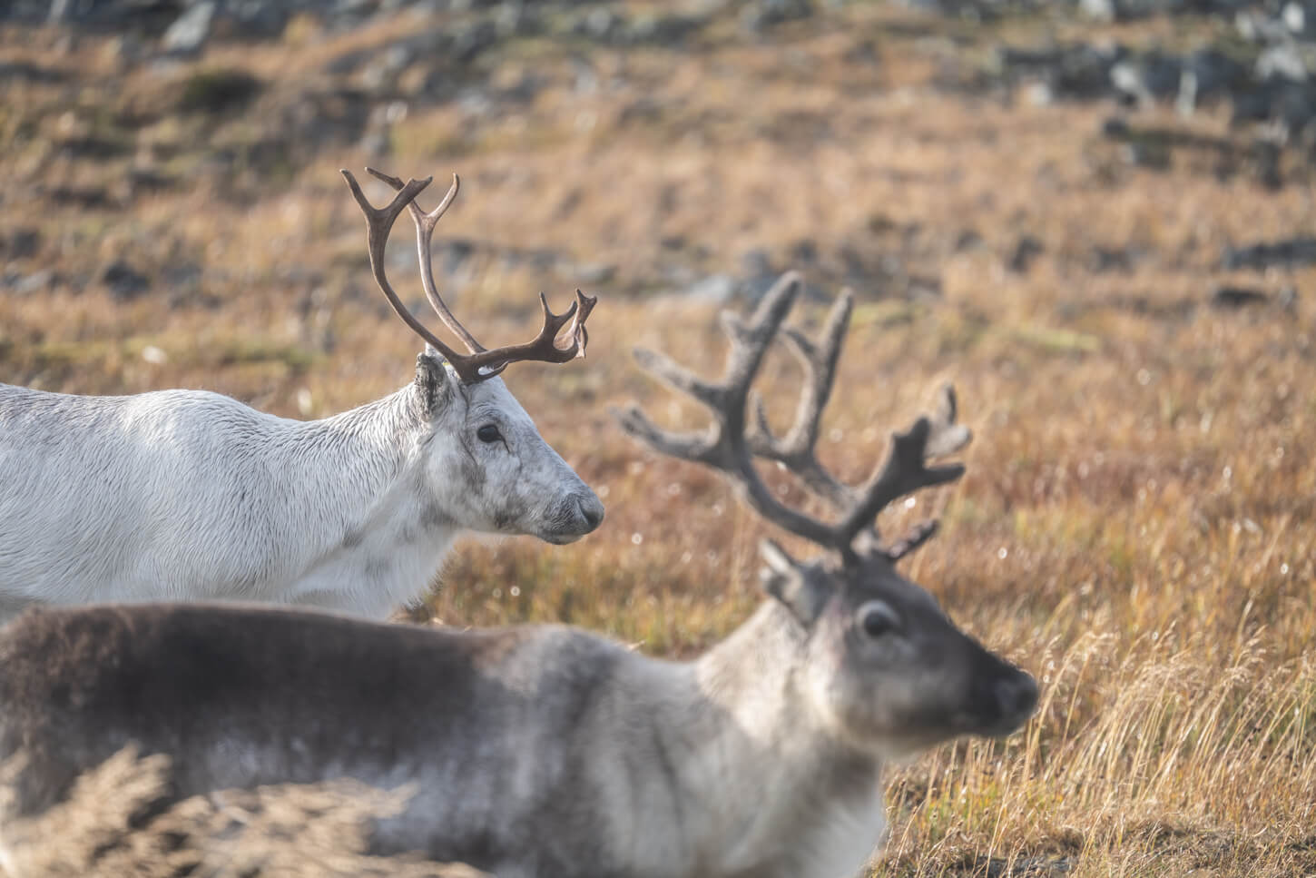 Reindeers, one white and one grey, around North Cape