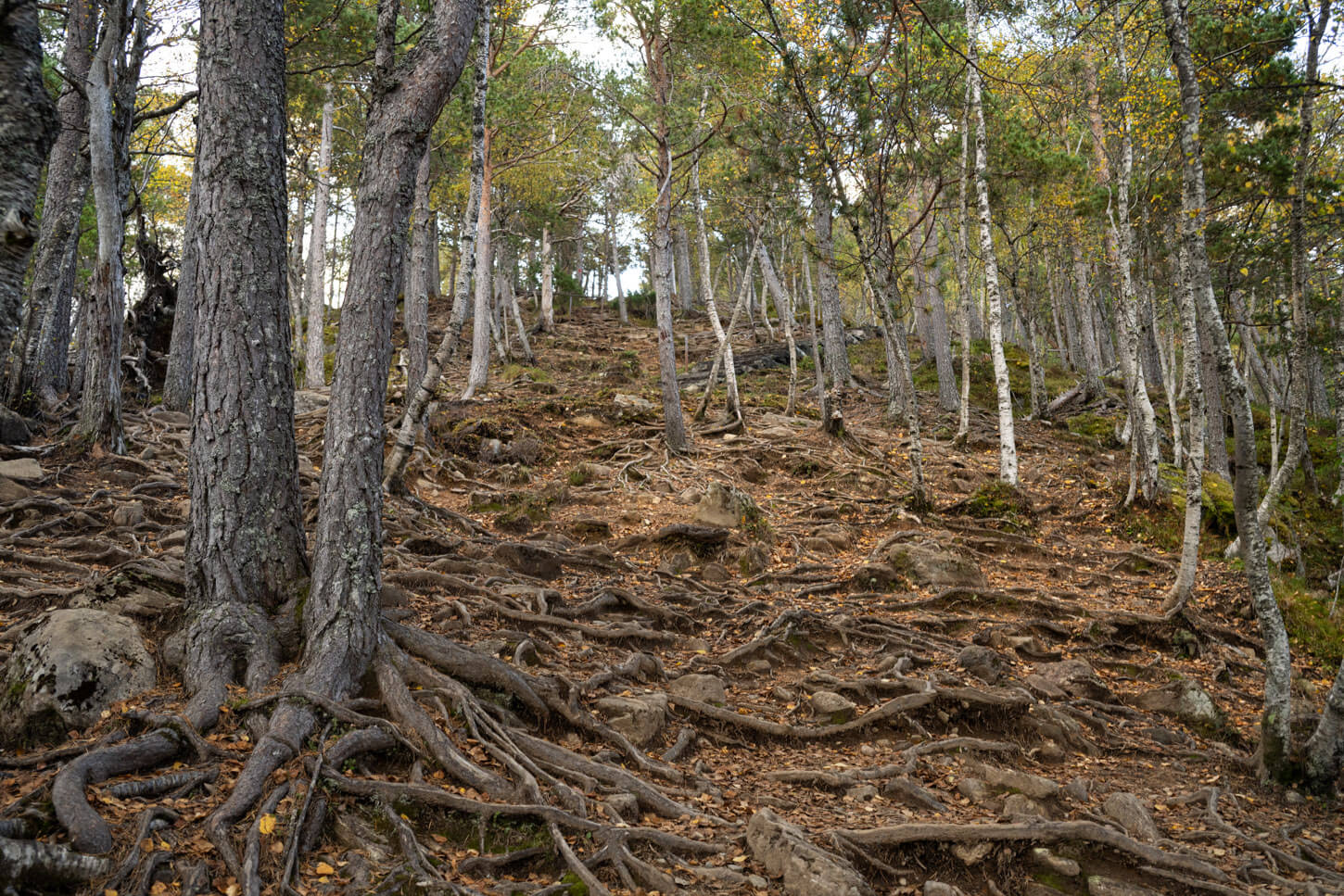 Rampestreken trail filled with exposed tree roots.