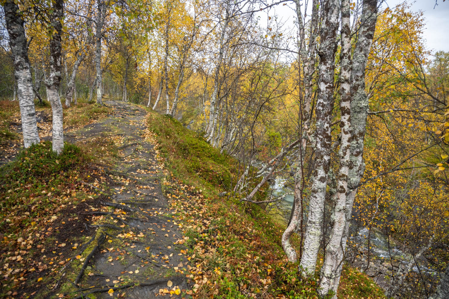 Hiking trail along the Rottenvikelva river