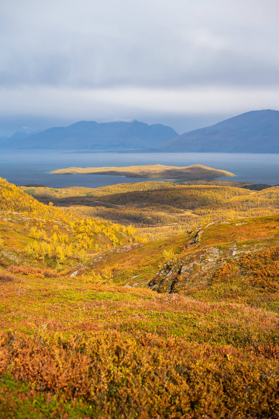 Vibrant golden colors of a the Autumn landscape in the Lyngen alps.