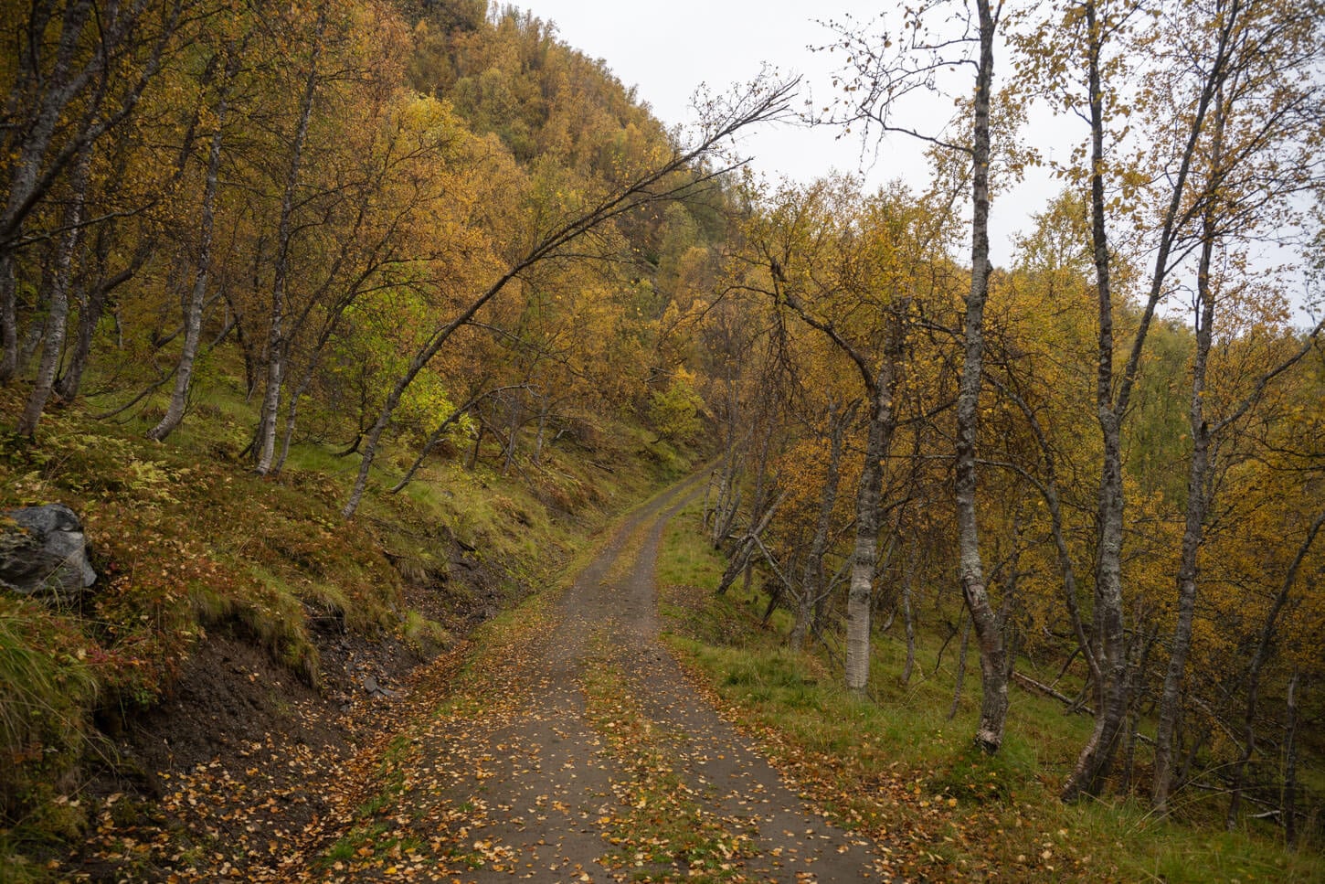 Rottenvikvatnet hiking trail on a dirt service road
